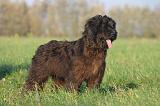 BRIARD 313